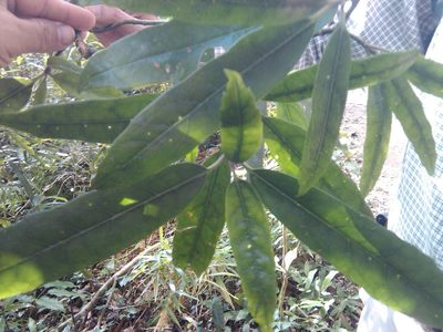 Aucuba chinensis, photographed by 胡正恆(Jackson Hu)