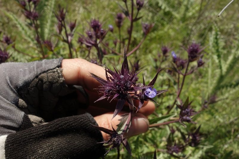 Nepeta ucranica, photographed by Aleksei Baushev