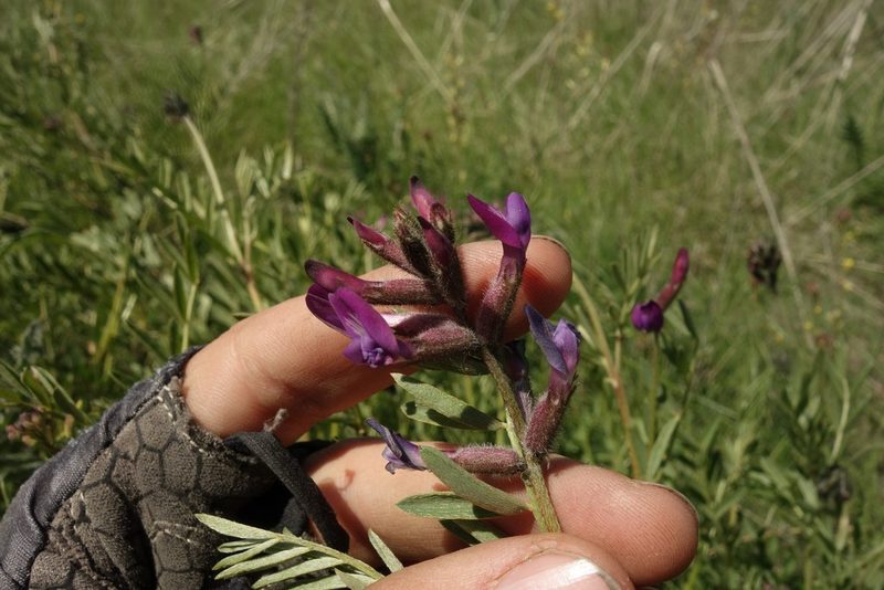 Astragalus brachylobus, photographed by Aleksei Baushev