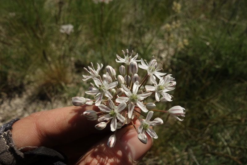 Allium tulipifolium, photographed by Aleksei Baushev