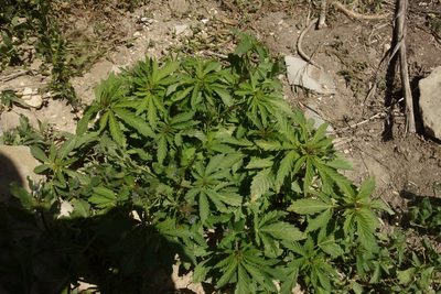 Cannabis sativa, photographed by Aleksei Baushev