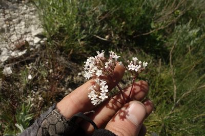 Valeriana tuberosa, photographed by Aleksei Baushev