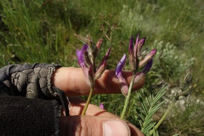 Astragalus brachylobus, photographed by Aleksei Baushev
