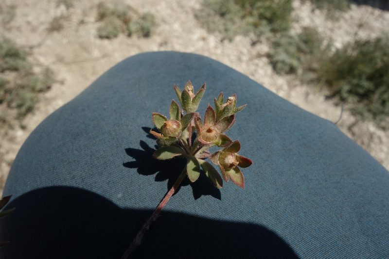 Androsace maxima, photographed by Aleksei Baushev