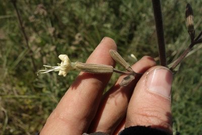 Silene viscosa, photographed by Aleksei Baushev