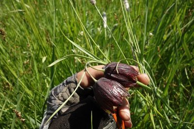 Fritillaria meleagroides, photographed by Aleksei Baushev