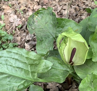 Arum maculatum, photographed by abumadsen