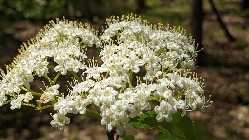 Viburnum rufidulum, photographed by john_hall