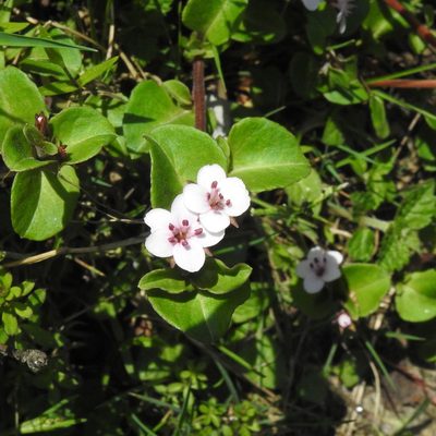Lysimachia prolifera, photographed by Paulmathi Vinod
