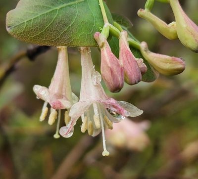 Lonicera utahensis, photographed by Lyrae