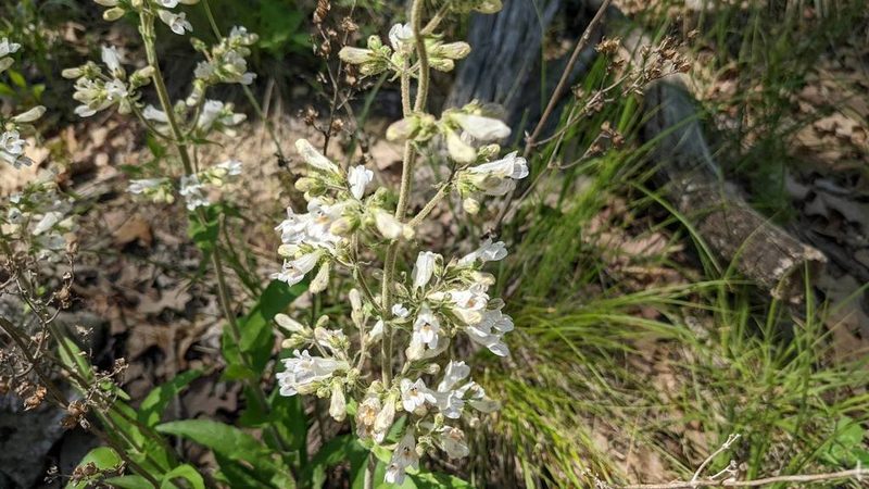 Penstemon pallidus, photographed by john_hall
