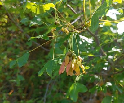 Acer monspessulanum, photographed by castieler