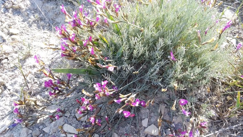 Astragalus subuliformis, photographed by Anna Shuliko