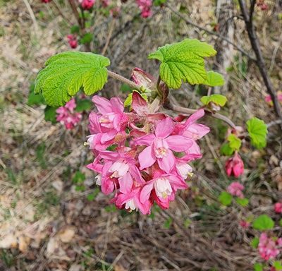 Ribes sanguineum, photographed by Lyrae