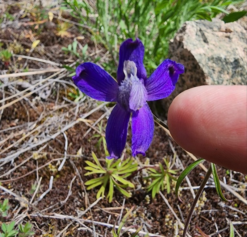 Delphinium sutherlandii, photographed by Lyrae