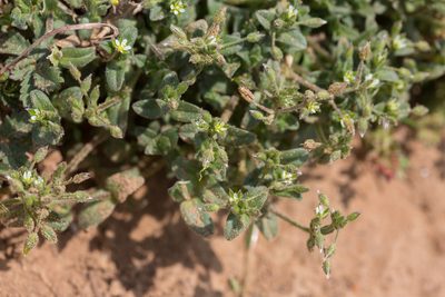 Cerastium semidecandrum, photographed by Tim Johnson