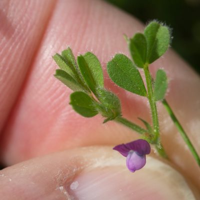 Vicia lathyroides, photographed by Tim Johnson