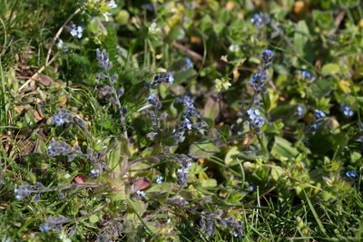 Myosotis ramosissima, photographed by Tim Johnson