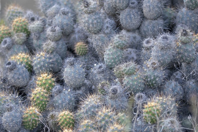 Cumulopuntia sphaerica, photographed by David F. Belmonte