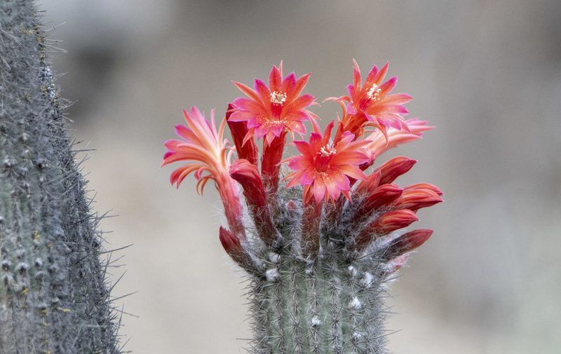 Borzicactus acanthurus, photographed by David F. Belmonte