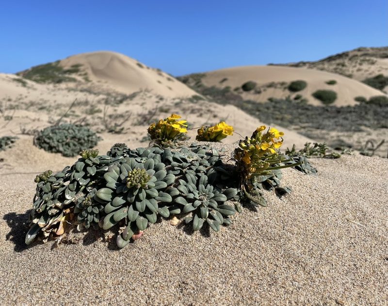 Erysimum menziesii, photographed by Henrik Kibak