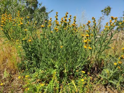 Scolymus grandiflorus, photographed by Riccardo Rocca