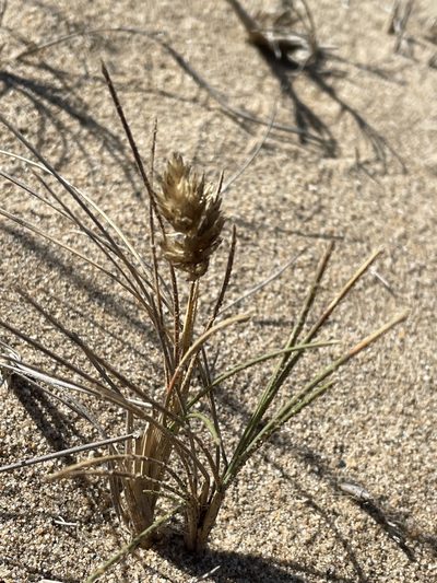 Poa douglasii, photographed by Henrik Kibak
