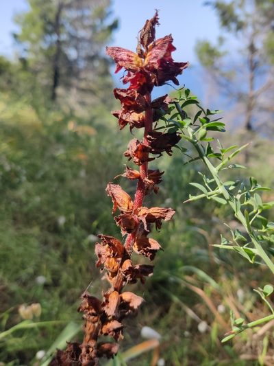 Orobanche variegata, photographed by Riccardo Rocca