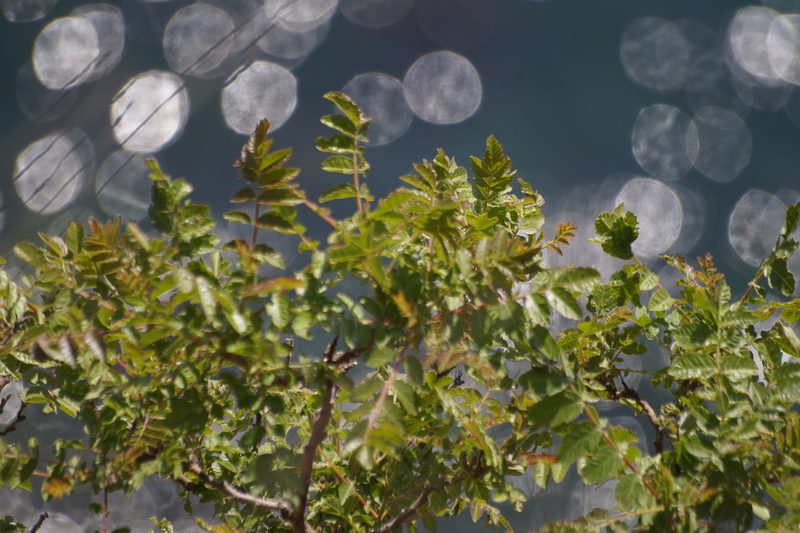Rhus coriaria, photographed by Sergey Cherkasov