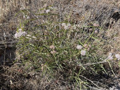 Asclepias fascicularis, photographed by Henrik Kibak
