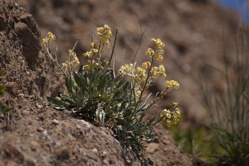 Matthiola odoratissima, photographed by Sergey Cherkasov