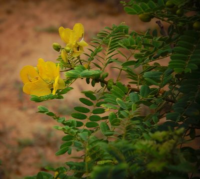 Senna auriculata, photographed by desertnaturalist