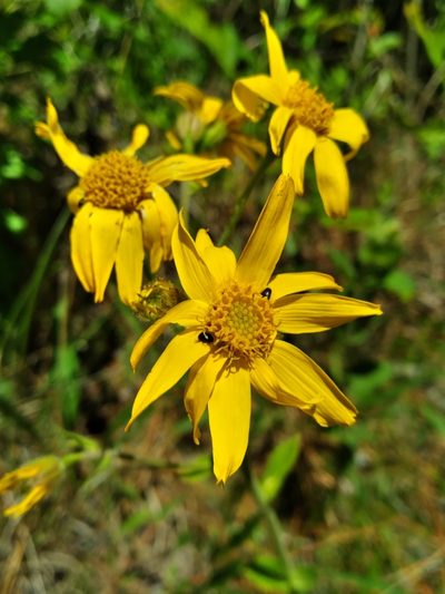 Arnica acaulis, photographed by Scott Ward