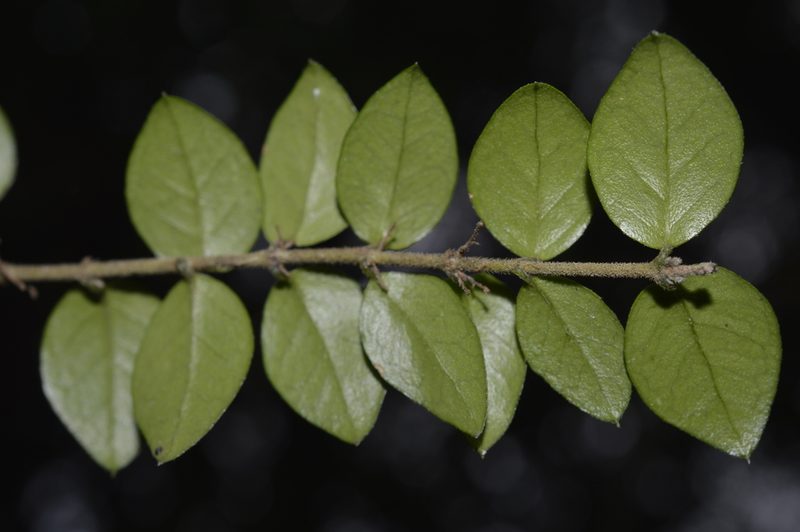 Rhaphithamnus spinosus, photographed by E Santos Ortega