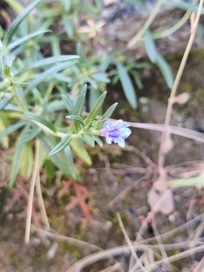 Glandora rosmarinifolia, photographed by Riccardo Rocca