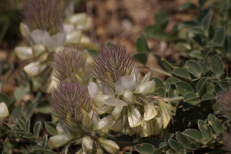 Hedysarum candidum, photographed by Sergey Cherkasov
