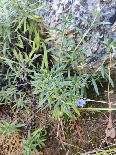 Glandora rosmarinifolia, photographed by Riccardo Rocca