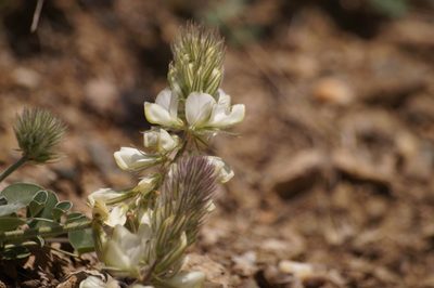 Hedysarum candidum, photographed by Sergey Cherkasov