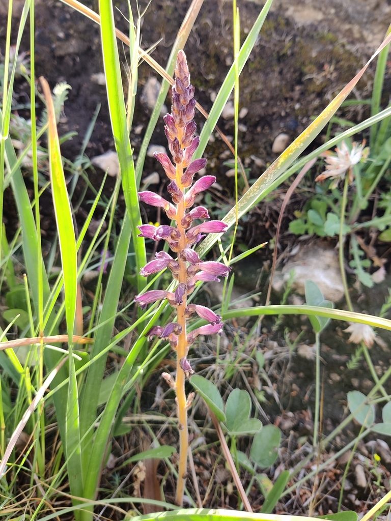 Orobanche lavandulacea, photographed by Riccardo Rocca