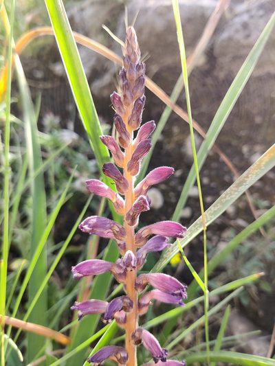 Orobanche lavandulacea, photographed by Riccardo Rocca