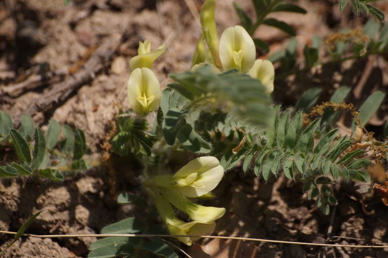 Astragalus utriger, photographed by Sergey Cherkasov