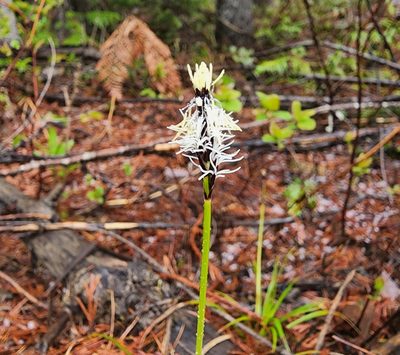 Carex concinnoides, photographed by Lyrae