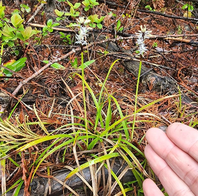 Carex concinnoides, photographed by Lyrae