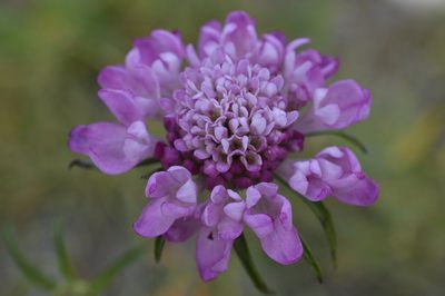 Scabiosa atropurpurea, photographed by E Santos Ortega