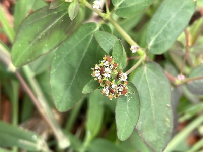 Euphorbia hypericifolia, photographed by lanechaffin