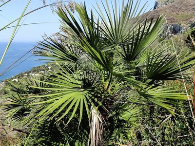 Chamaerops humilis, photographed by Riccardo Rocca