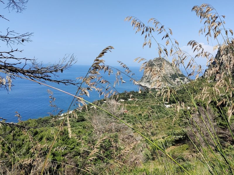 Ampelodesmos mauritanicus, photographed by Riccardo Rocca