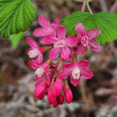 Ribes sanguineum, photographed by Lyrae