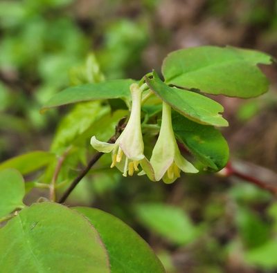 Lonicera utahensis, photographed by Lyrae