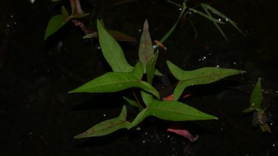 Persicaria arifolia, photographed by Nathan T. Jones